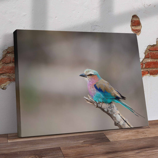Beautiful Lilac Breasted Roller Pre-Printed Canvas