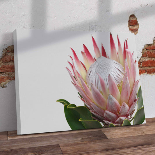 Elegant Protea Pre-Printed Canvas