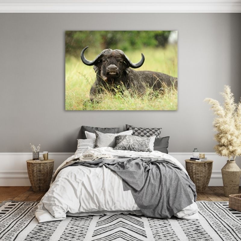 Buffalo Lying Down Pre-Printed Canvas