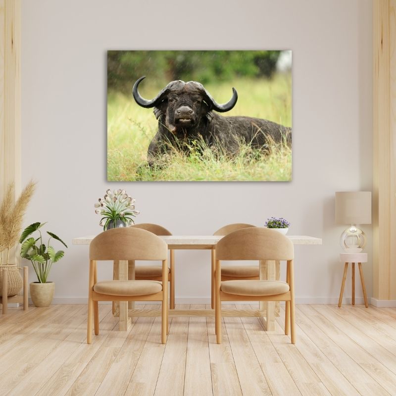 Buffalo Lying Down Pre-Printed Canvas