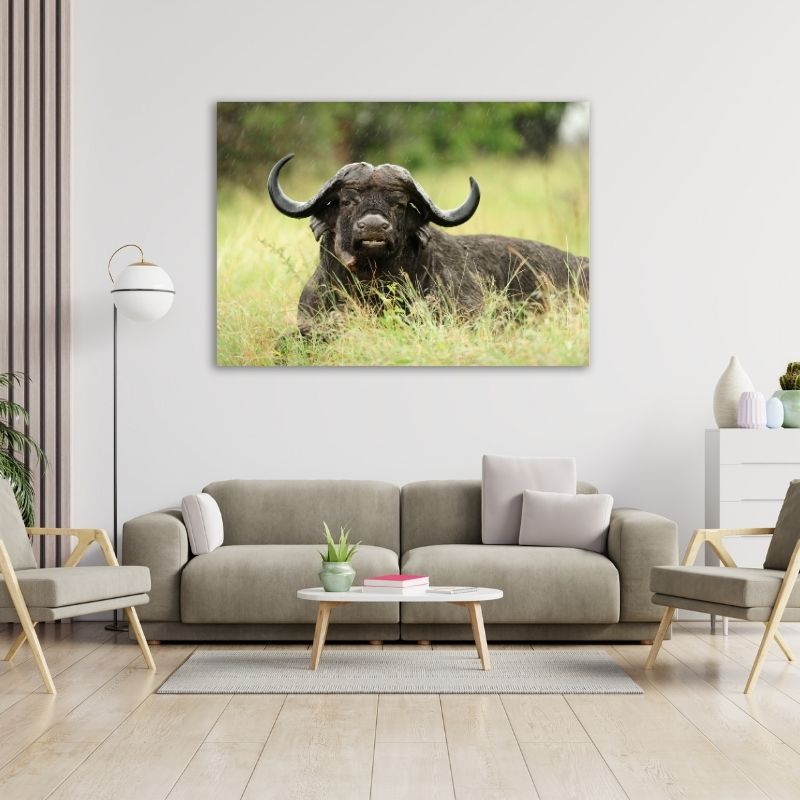 Buffalo Lying Down Pre-Printed Canvas