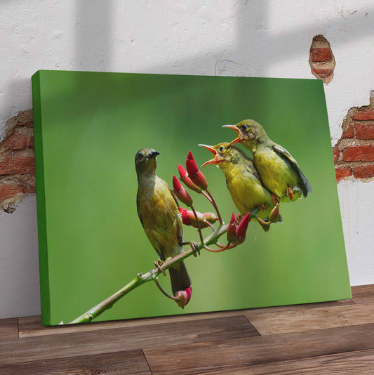 Olivebecked Sunbirds Pre-Printed Canvas