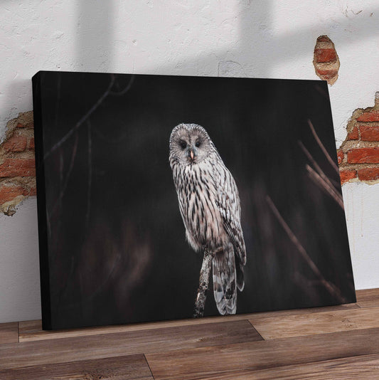 Owl Closeup Pre-Printed Canvas