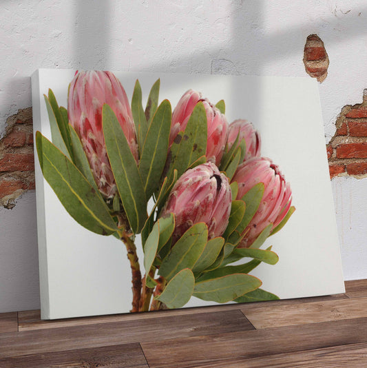 Protea Plants Pre-Printed Canvas