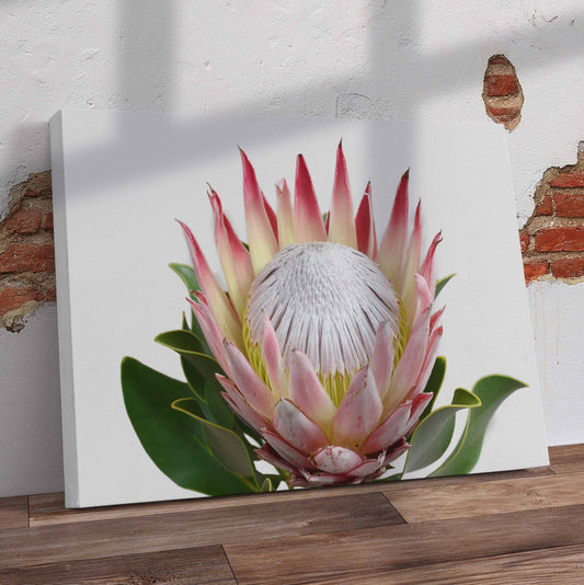 Single Protea Pre-Printed Canvas