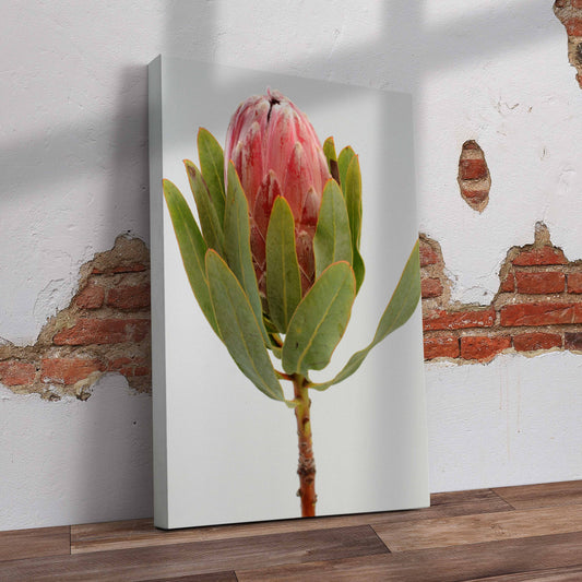 Protea Pre-Printed Canvas