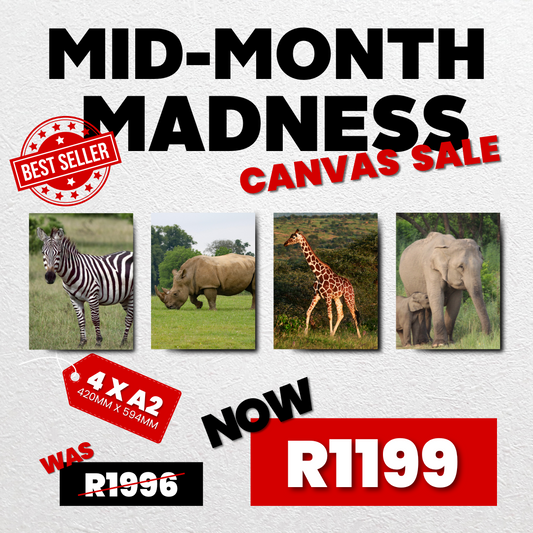 4 x A2 Canvas Mid Month Madness Deal