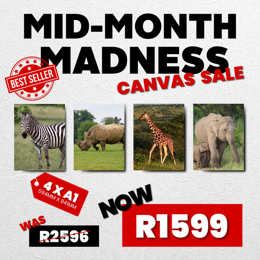 4 x A1 Canvas Mid Month Madness Deal