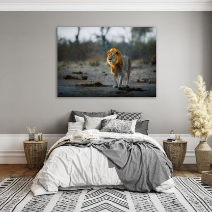 African Lion Pre-Printed Canvas