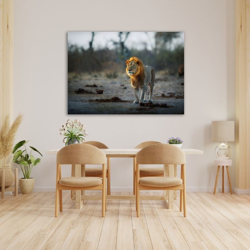 African Lion Pre-Printed Canvas