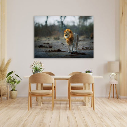 African Lion Pre-Printed Canvas