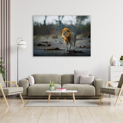 African Lion Pre-Printed Canvas
