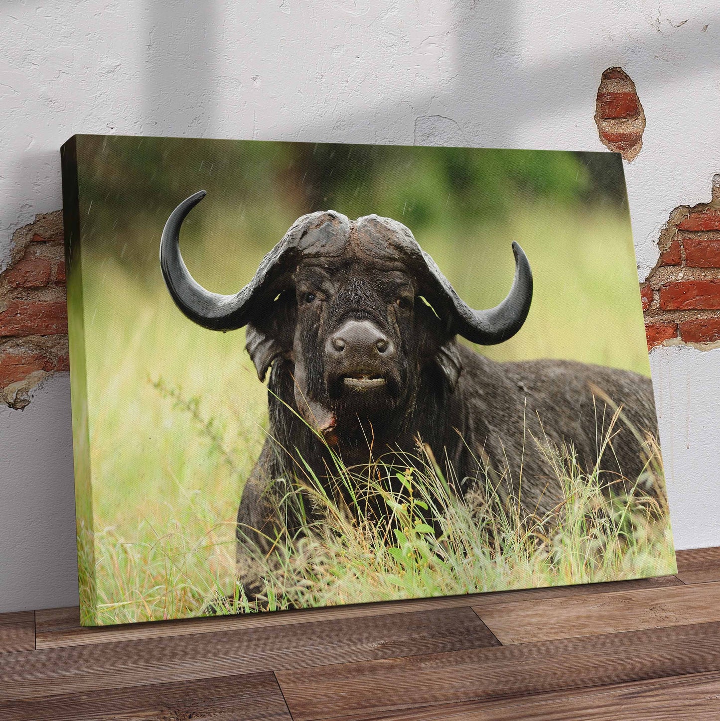 Buffalo Lying Down Pre-Printed Canvas