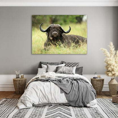 Buffalo Lying Down Pre-Printed Canvas
