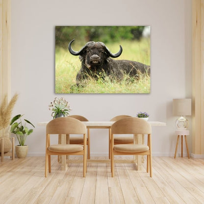 Buffalo Lying Down Pre-Printed Canvas
