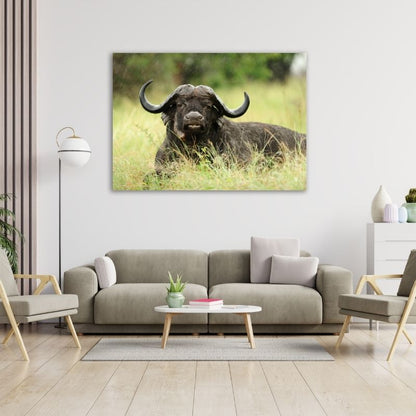 Buffalo Lying Down Pre-Printed Canvas