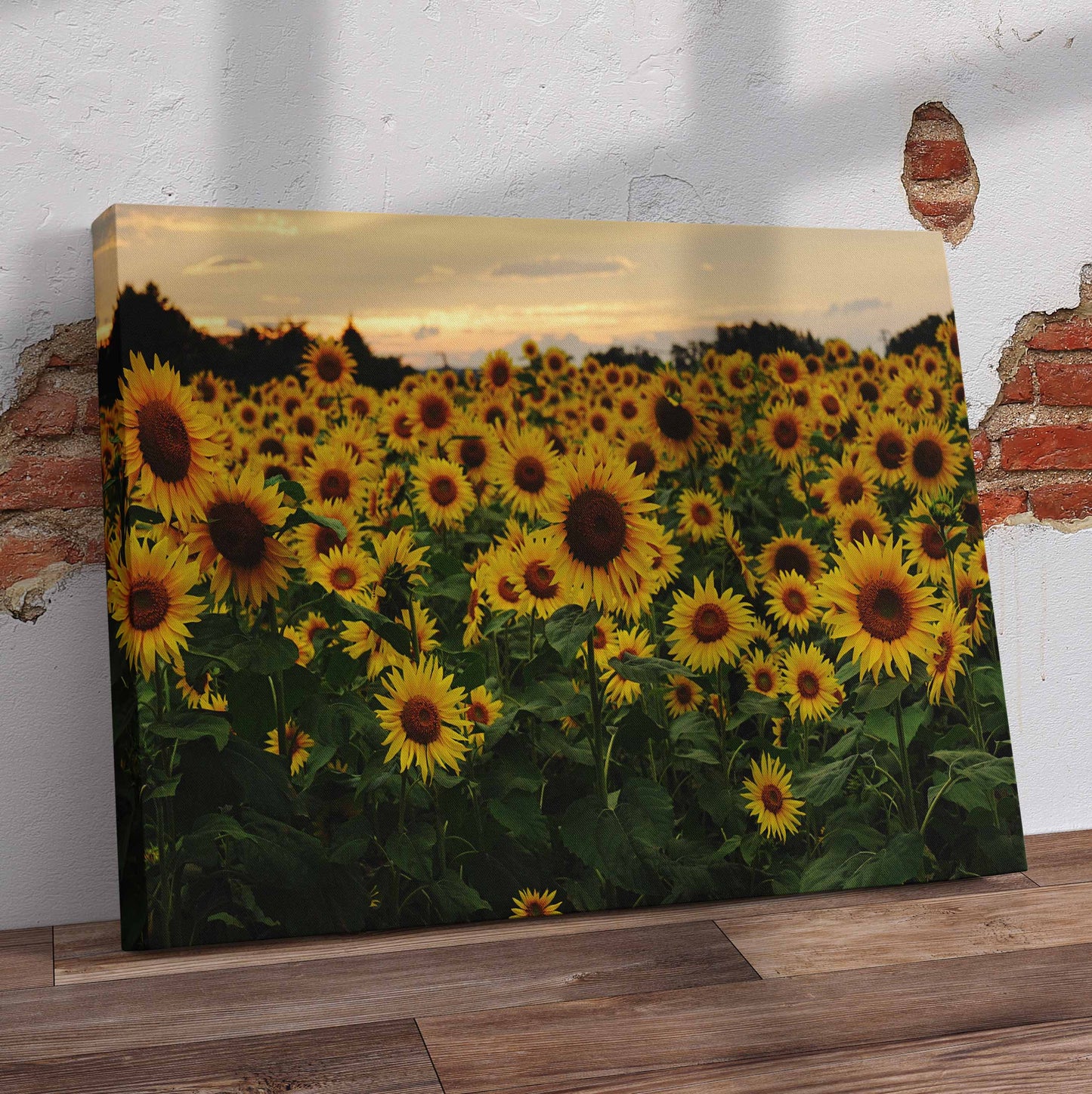 Field of Sunflowers Pre-Printed Canvas