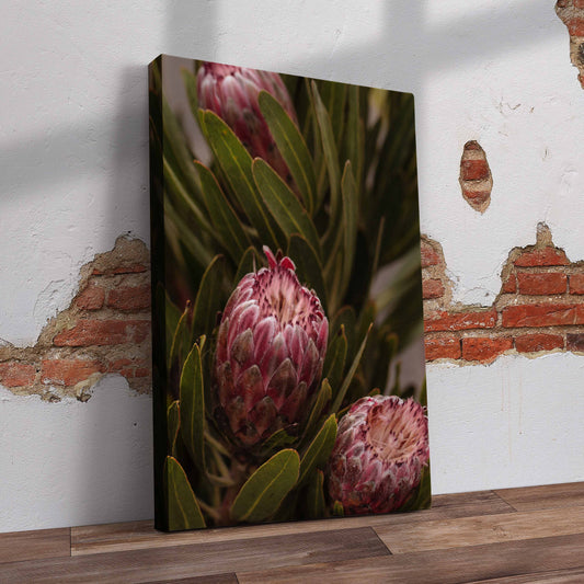 Beautiful Dark Protea Pre-Printed Canvas
