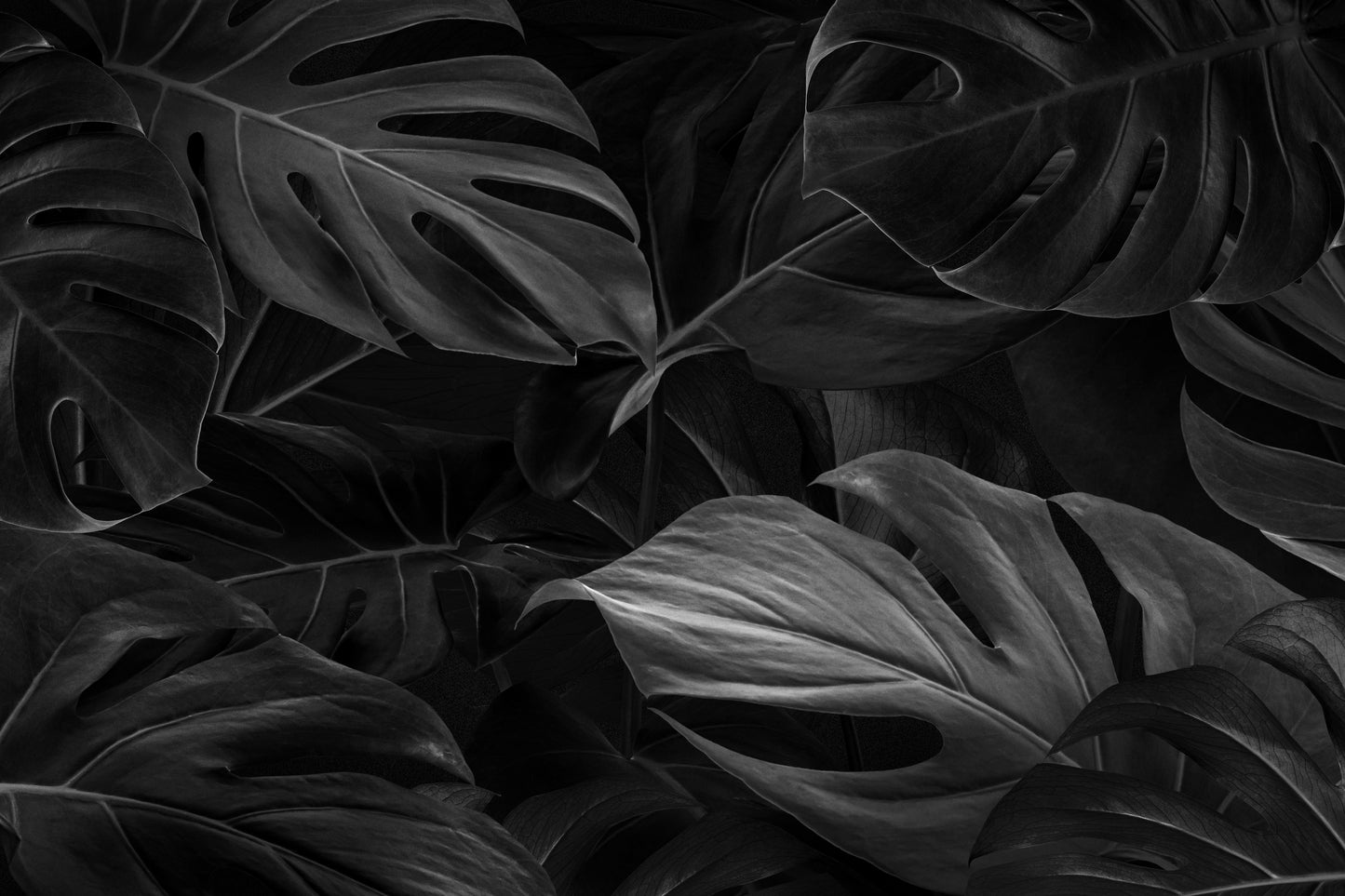 Black Monstera Leaves Wallpaper